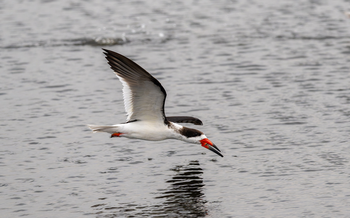 20240309-20240309_Black Point_Z9_4330-NEF.