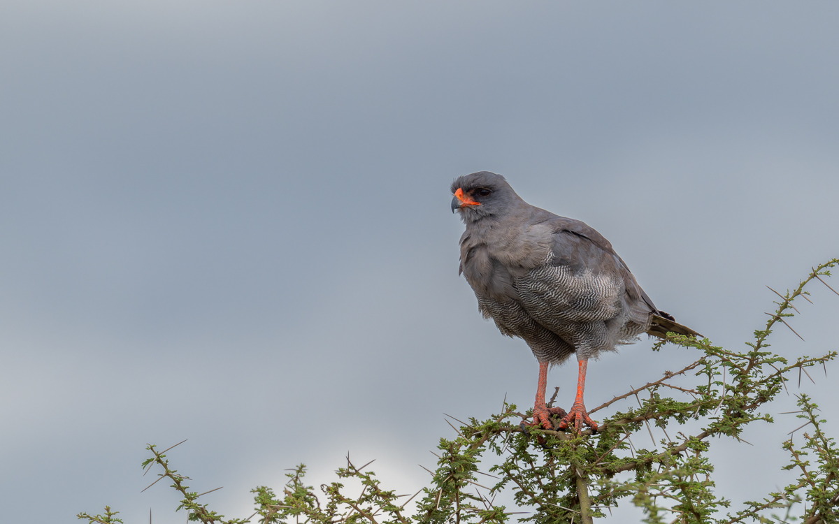 20240401 Serengetti Z8 0004 NEF 20240402 DxO_DeepPRIMEXD2.