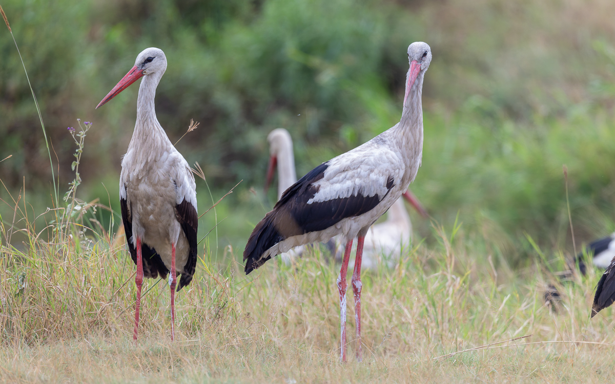 20240401 Serengetti Z8 0043 NEF 20240402 DxO_DeepPRIMEXD2.