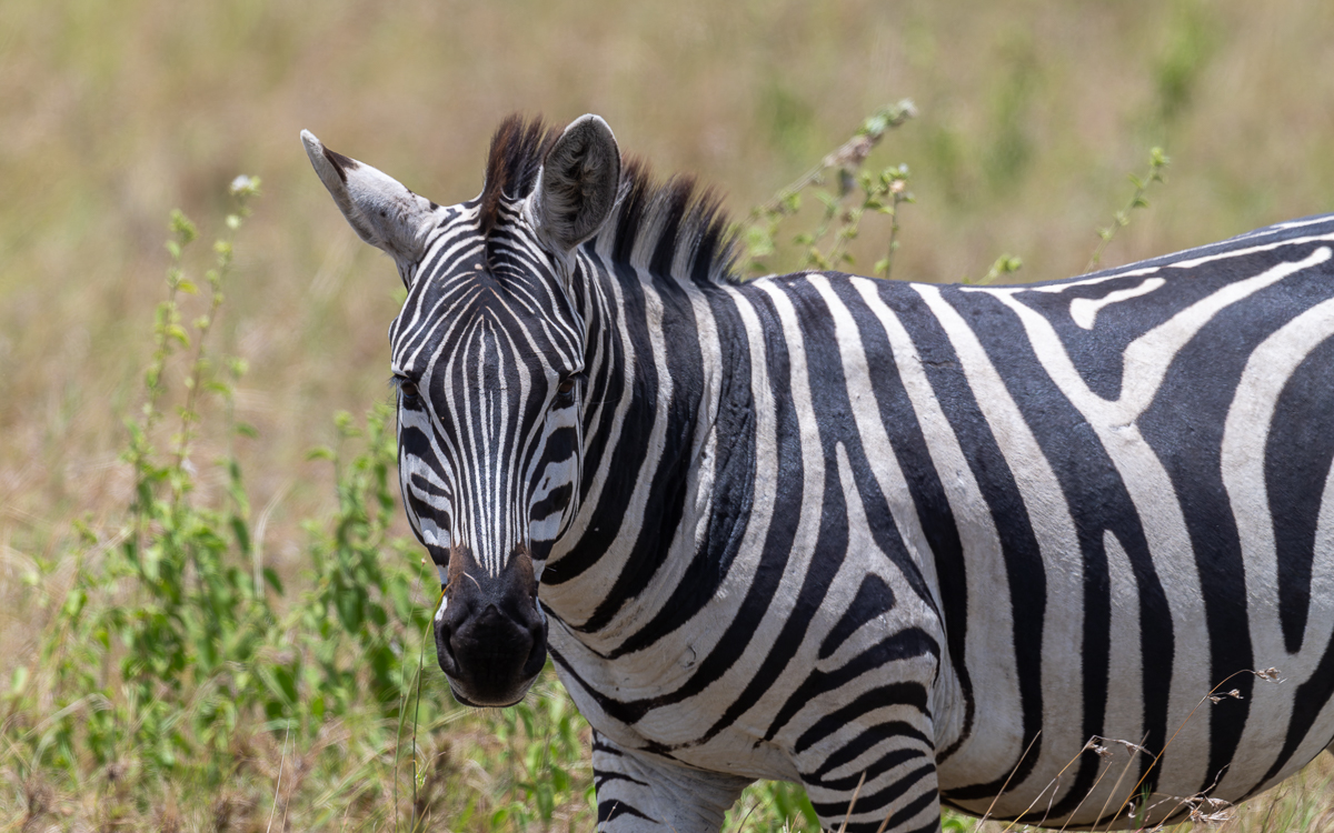 20240401 Serengetti Z8 0309 NEF 20240402 DxO_DeepPRIMEXD2.