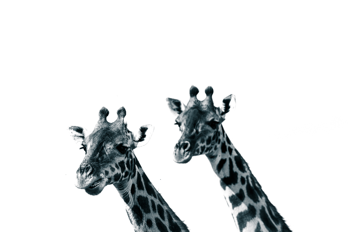 20240401 Serengetti Z8 0554 NEF 20240402 DxO_DeepPRIMEXD2 2.