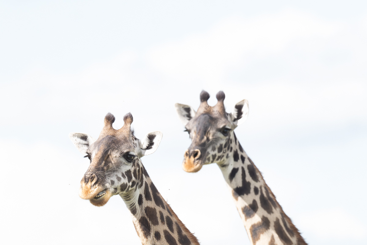 20240401 Serengetti Z8 0554 NEF 20240402 DxO_DeepPRIMEXD2.