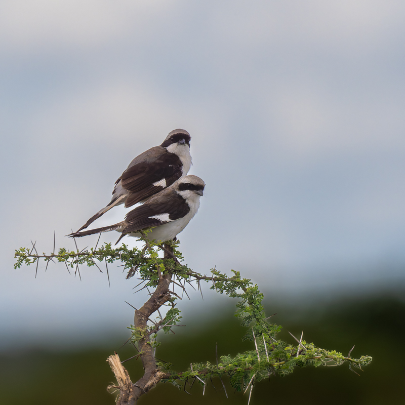 20240401 Serengetti Z8 0781 NEF 20240402 DxO_DeepPRIMEXD2.