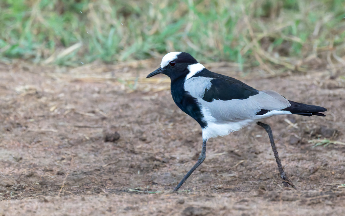 20240401 Serengetti Z8 0894 NEF 20240402 DxO_DeepPRIMEXD2.