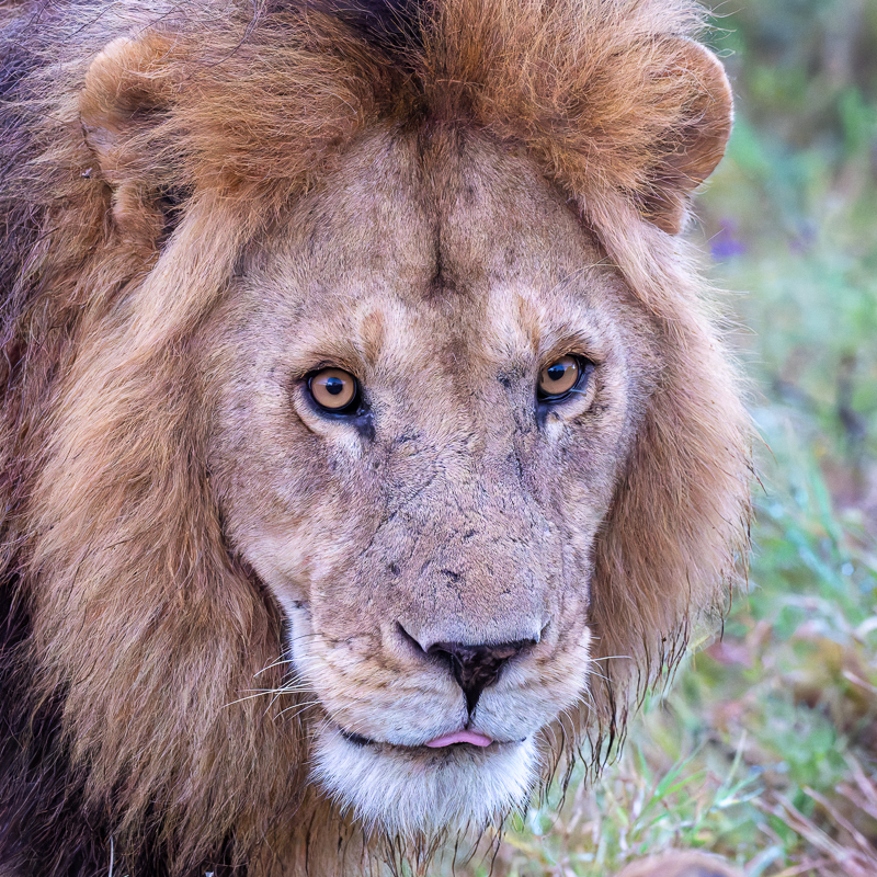 20240401 Serengetti Z8 1196 NEF 20240402 DxO_DeepPRIMEXD2.