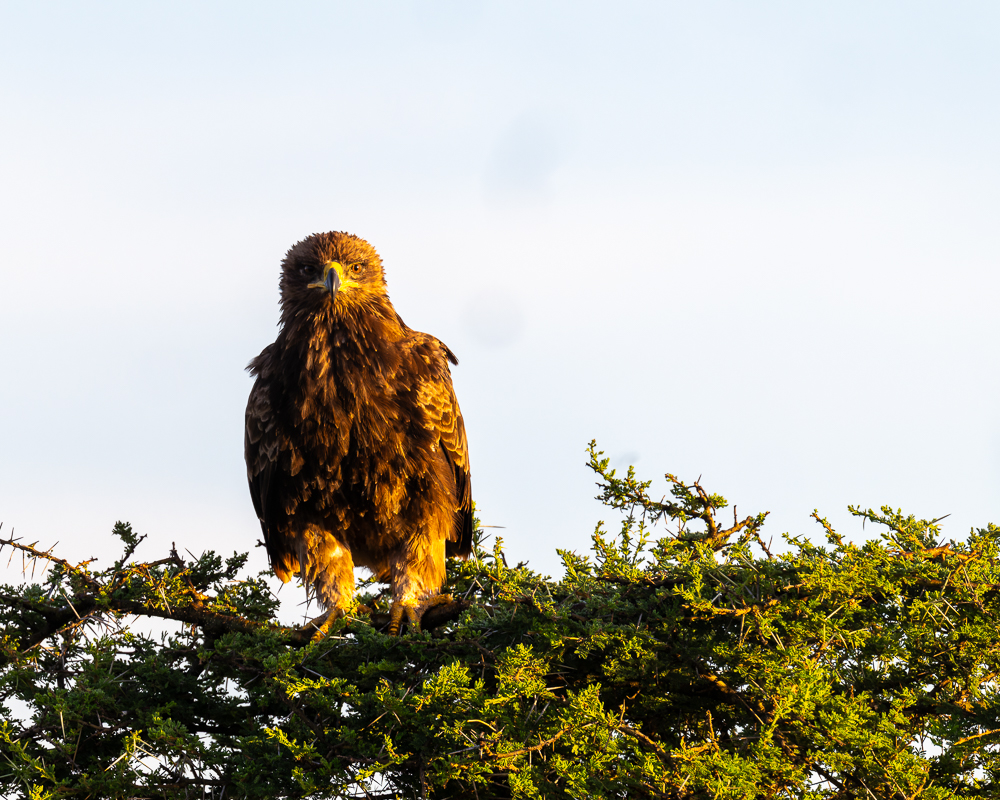 20240401 Serengetti Z8 1812 NEF DxO_DeepPRIMEXD2.