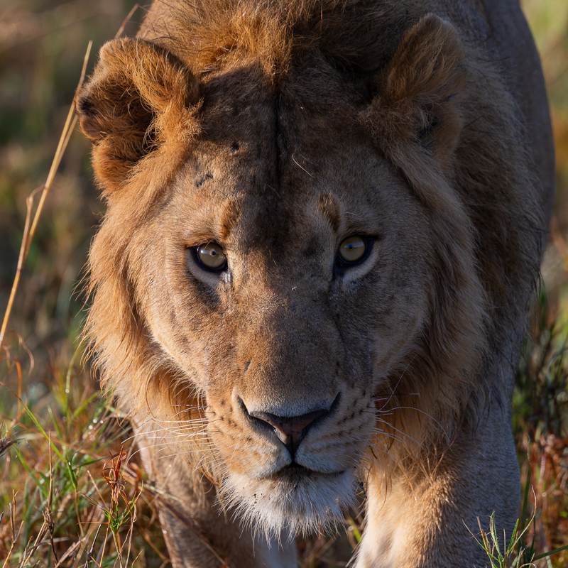 20240401 Serengetti Z8 1850 NEF DxO_DeepPRIMEXD2.