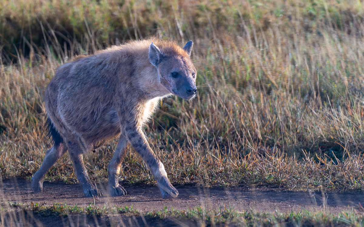 20240401 Serengetti Z8 1901 NEF DxO_DeepPRIMEXD2.