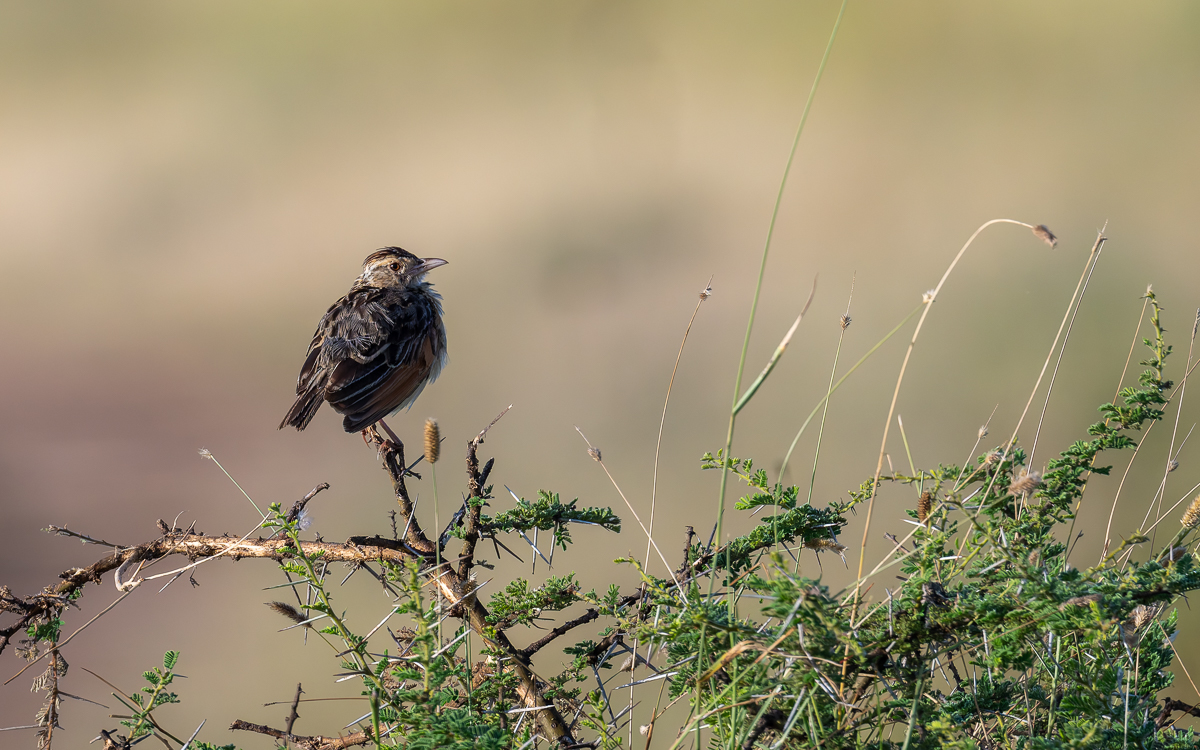 20240401 Serengetti Z8 2127 NEF DxO_DeepPRIMEXD2.