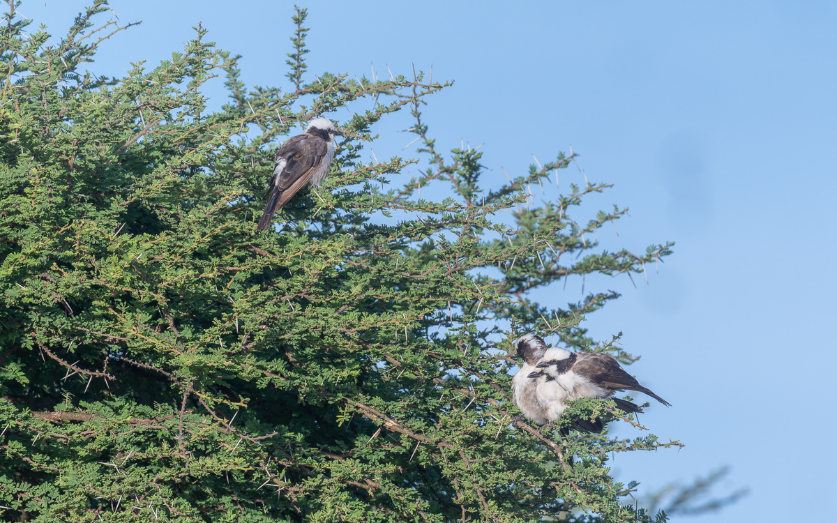 20240401 Serengetti Z8 2155 NEF DxO_DeepPRIMEXD2.