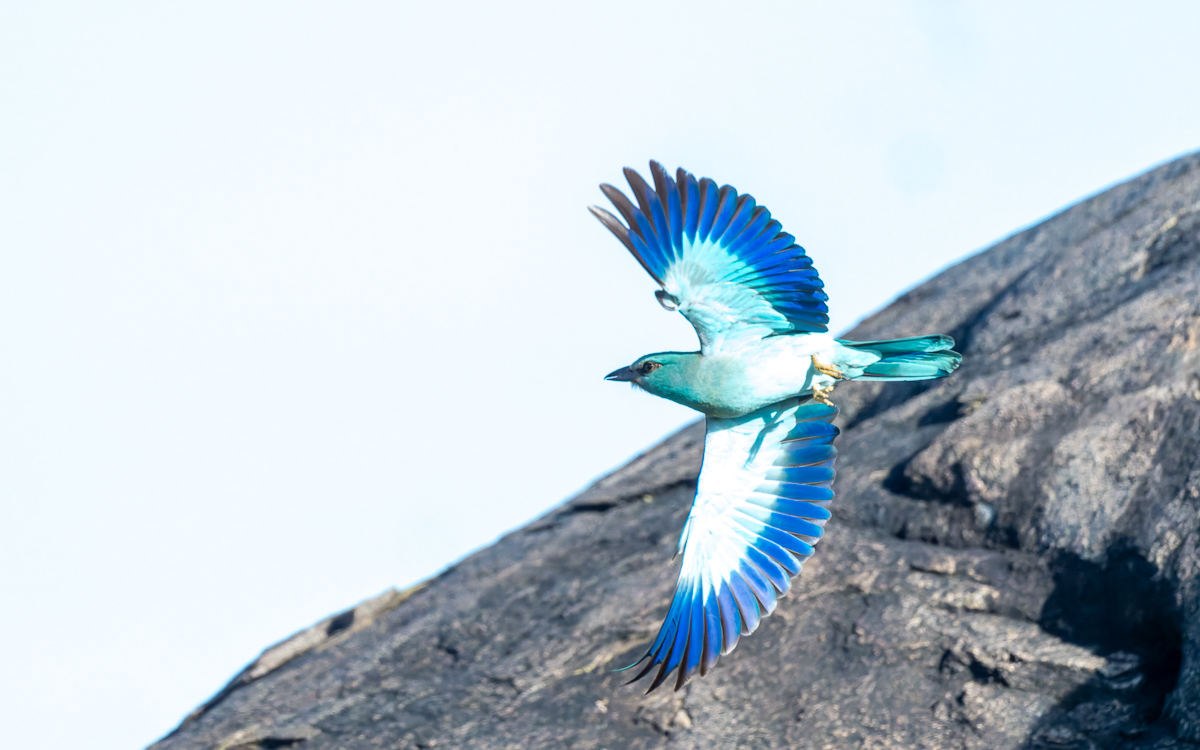 20240401 Serengetti Z8 2225 NEF DxO_DeepPRIMEXD2.