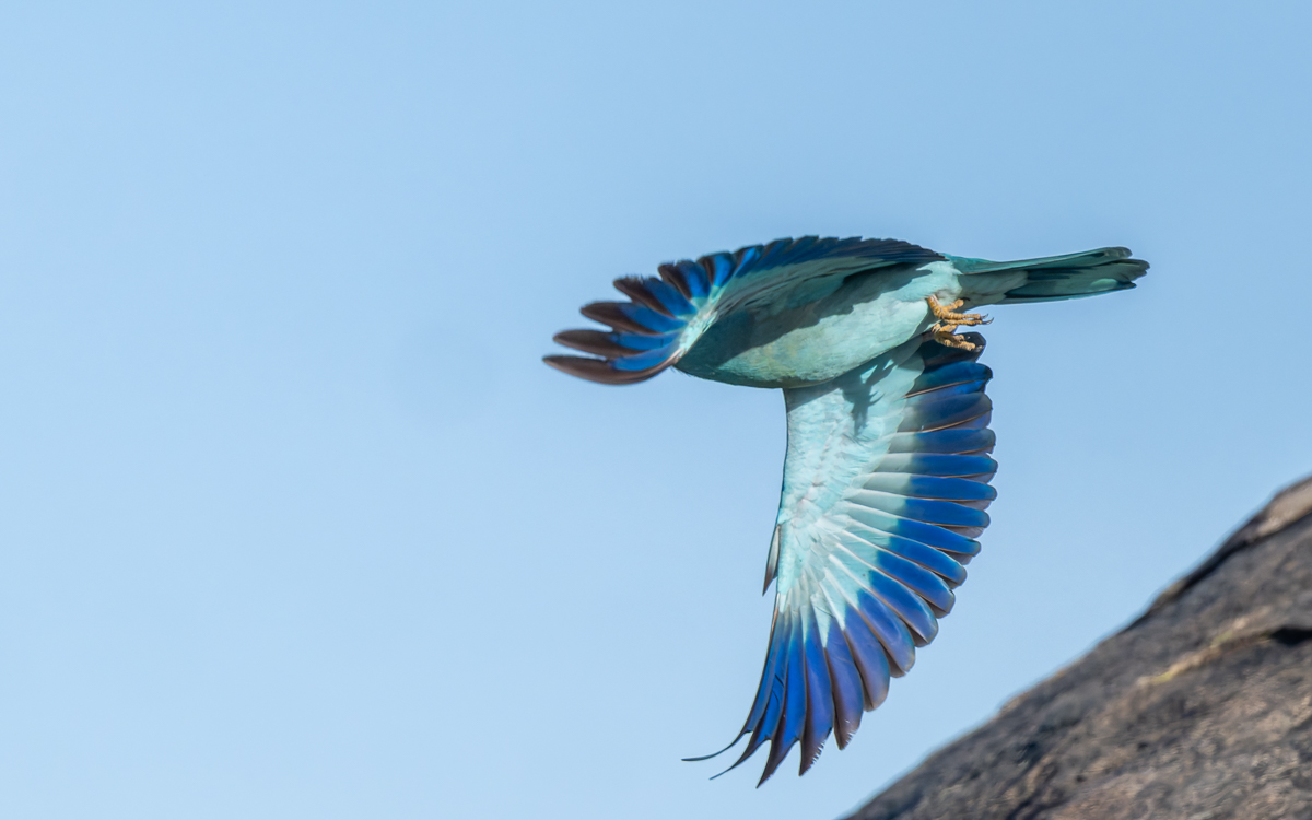 20240401 Serengetti Z8 2228 NEF DxO_DeepPRIMEXD2.