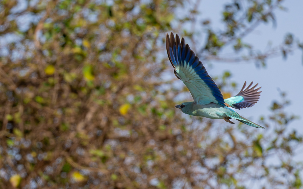 20240401 Serengetti Z8 2239 NEF DxO_DeepPRIMEXD2.