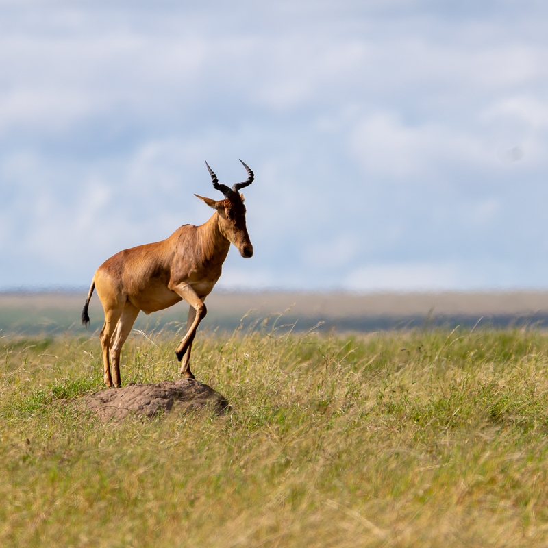 20240401 Serengetti Z8 2754 NEF DxO_DeepPRIMEXD2.