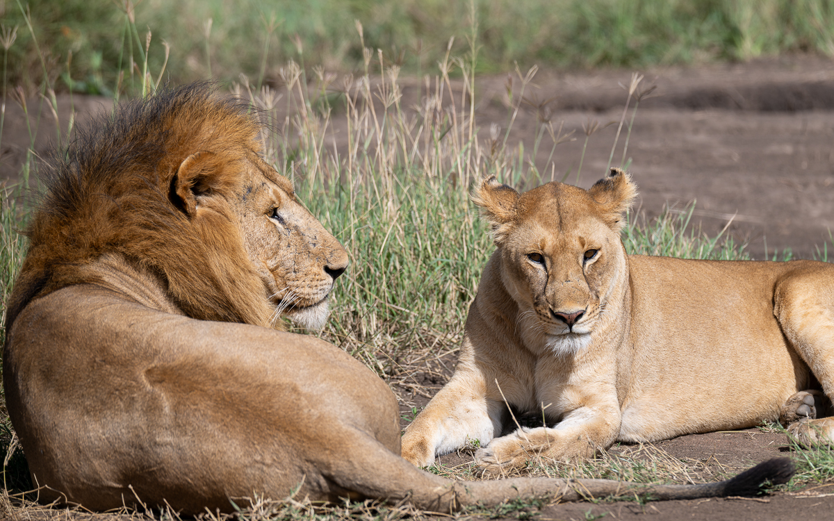 20240401 Serengetti Z8 3062 NEF DxO_DeepPRIMEXD2.