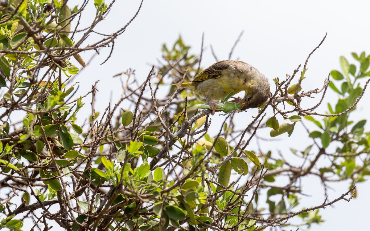 20240401 Serengetti Z8 3458 NEF DxO_DeepPRIMEXD2.