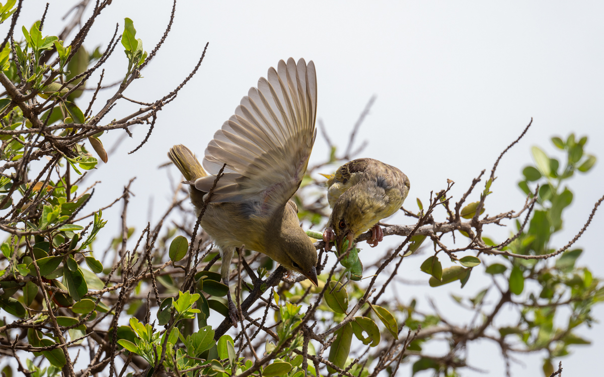 20240401 Serengetti Z8 3484 NEF DxO_DeepPRIMEXD2.