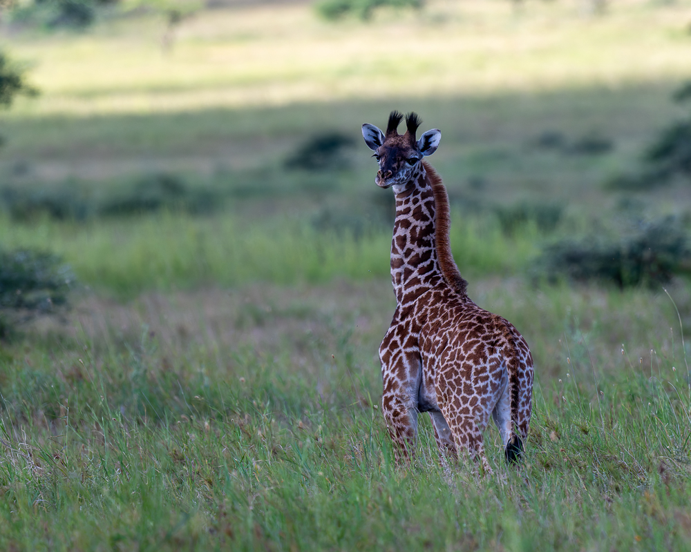 20240401 Serengetti Z8 3877 NEF DxO_DeepPRIMEXD2.