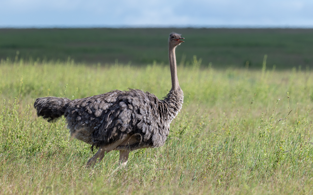 20240401 Serengetti Z8 4049 NEF DxO_DeepPRIMEXD2.