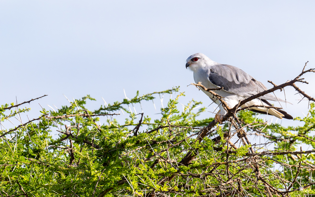 20240401 Serengetti Z8 4179 NEF DxO_DeepPRIMEXD2.