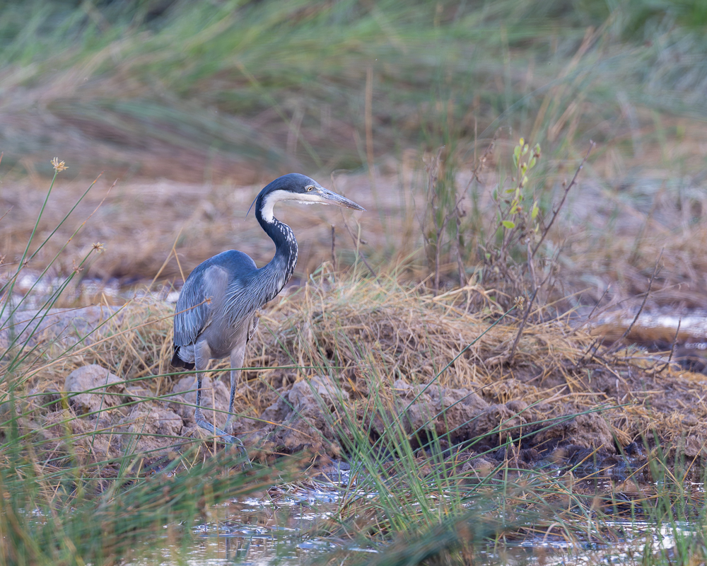 20240401 Serengetti Z8 4315 NEF DxO_DeepPRIMEXD2.