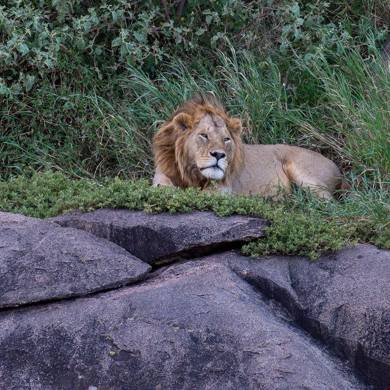 20240401 Serengetti Z8 4405 NEF DxO_DeepPRIMEXD2.