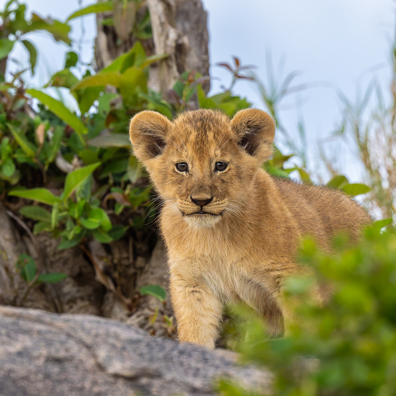 20240401 Serengetti Z8 4685 NEF DxO_DeepPRIMEXD2.