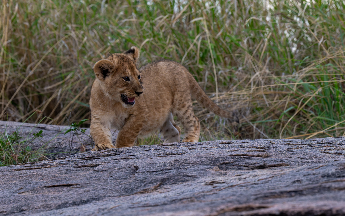 20240401 Serengetti Z8 5066 NEF DxO_DeepPRIMEXD2.