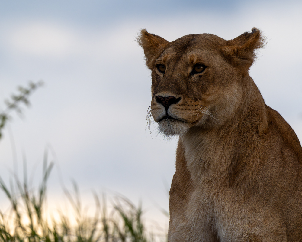 20240401 Serengetti Z8 5238 NEF DxO_DeepPRIMEXD2.