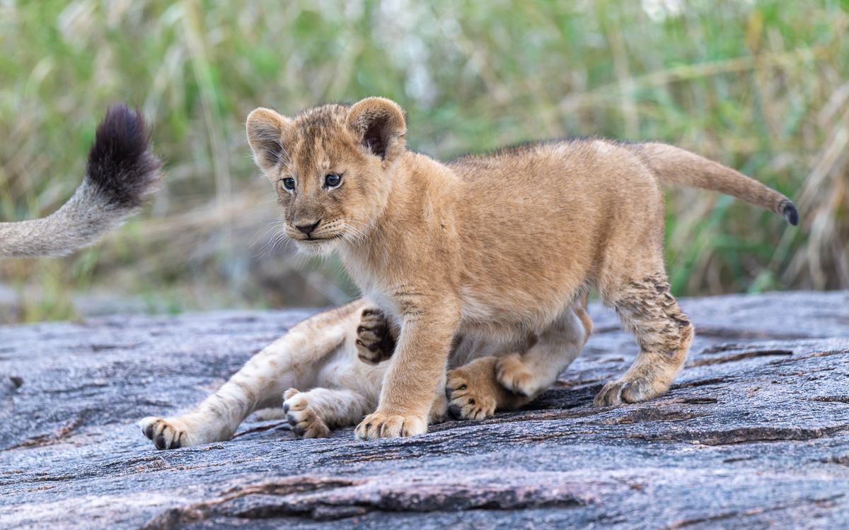 20240401 Serengetti Z8 5322 NEF DxO_DeepPRIMEXD2.