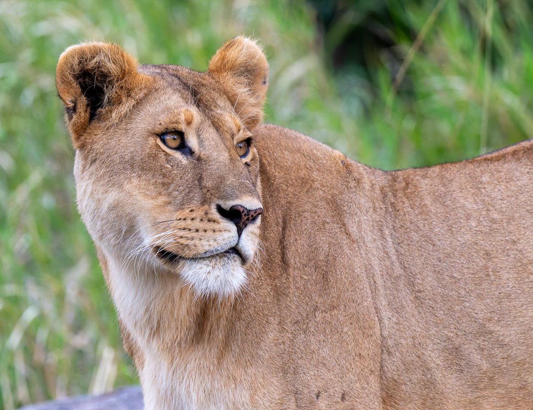 20240401 Serengetti Z8 5412 NEF DxO_DeepPRIMEXD2.