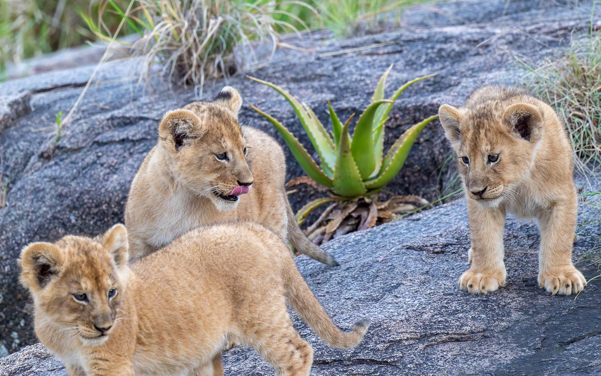 20240401 Serengetti Z8 5467 NEF DxO_DeepPRIMEXD2.