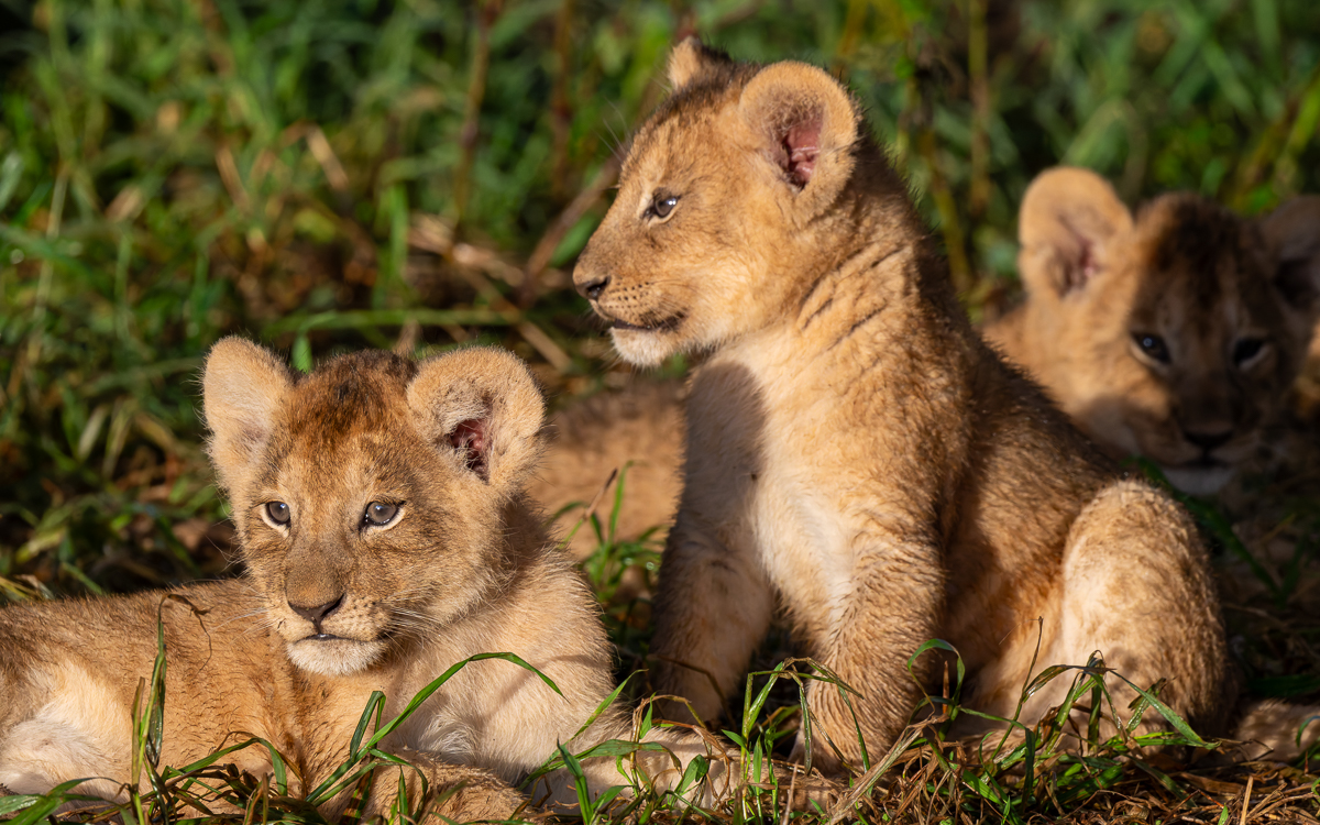 20240401 Serengetti Z8 5552 NEF DxO_DeepPRIMEXD2.