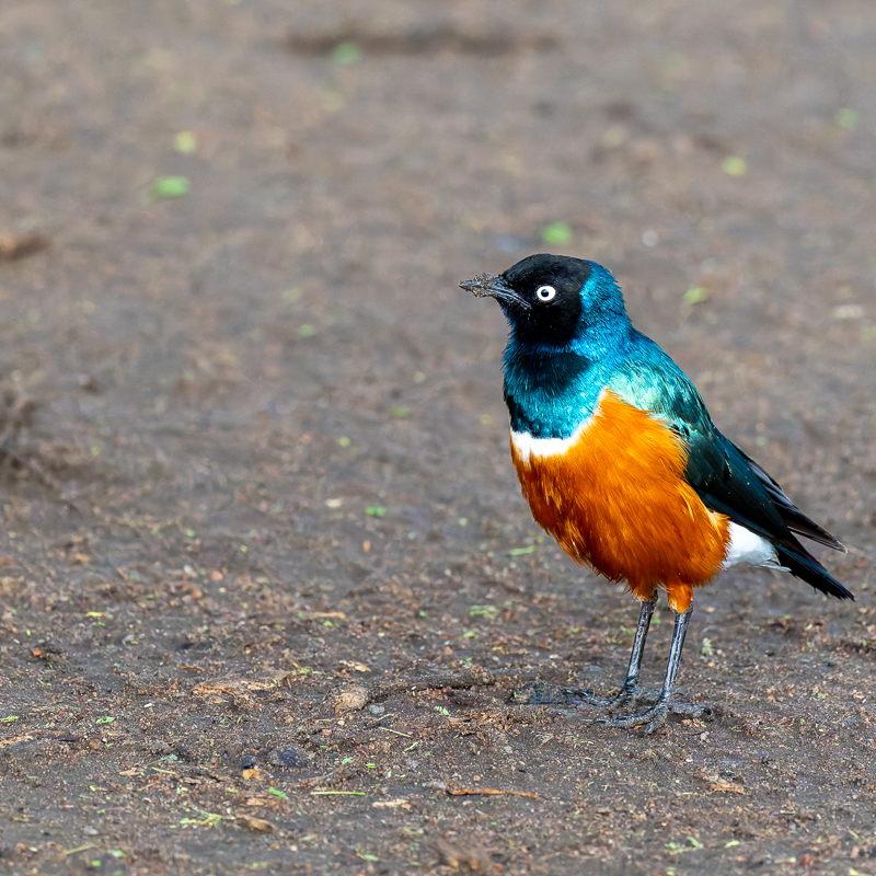 20240401 Serengetti Z8 5685 NEF DxO_DeepPRIMEXD2.