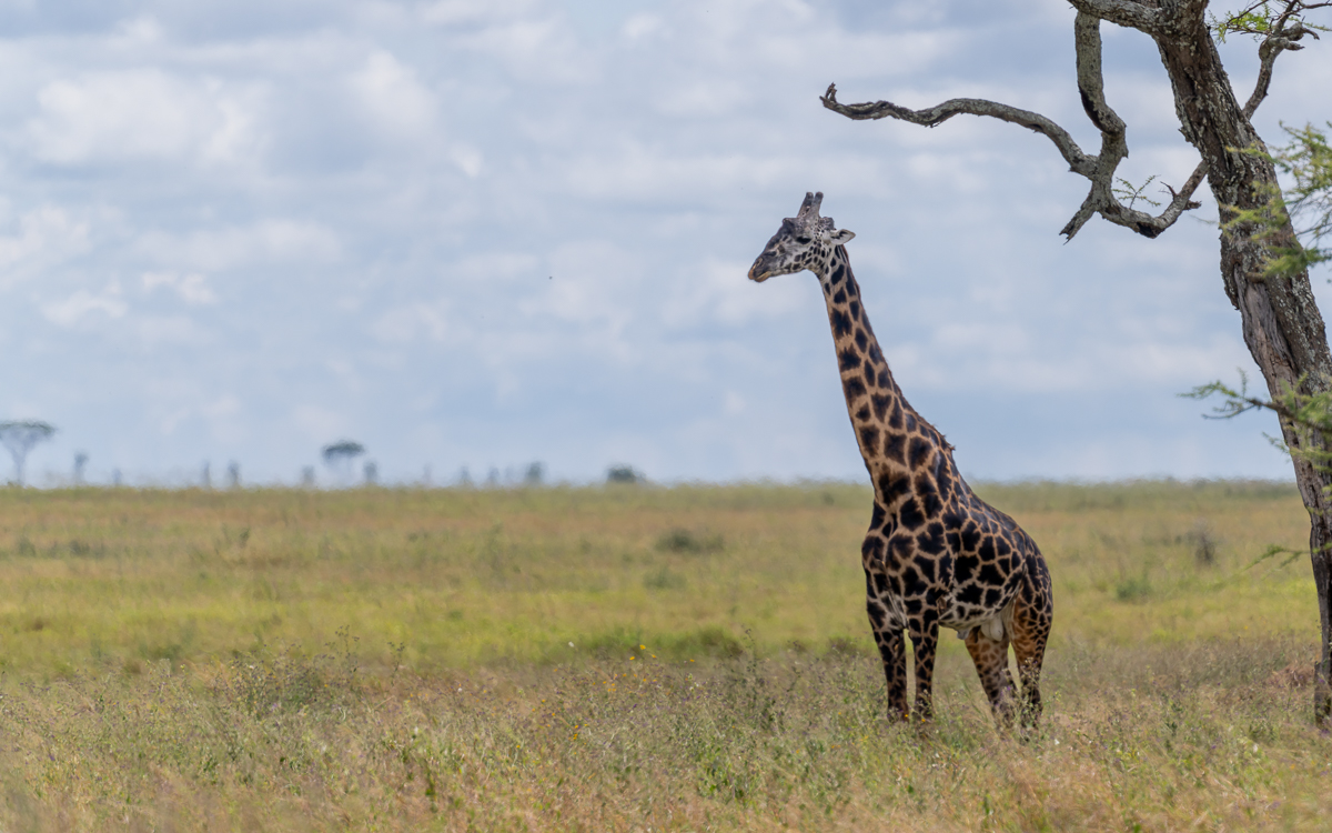 20240401 Serengetti Z9 4473 NEF 20240402 DxO_DeepPRIMEXD2.