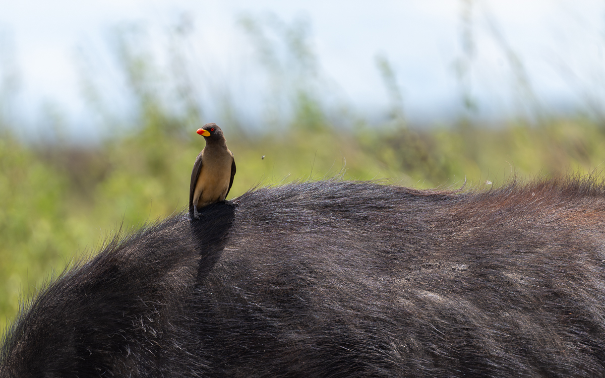 20240401 Serengetti Z9 4578 NEF 20240402 DxO_DeepPRIMEXD2.