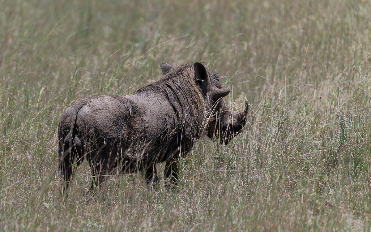 20240401 Serengetti Z9 4750 NEF 20240402 DxO_DeepPRIMEXD2.