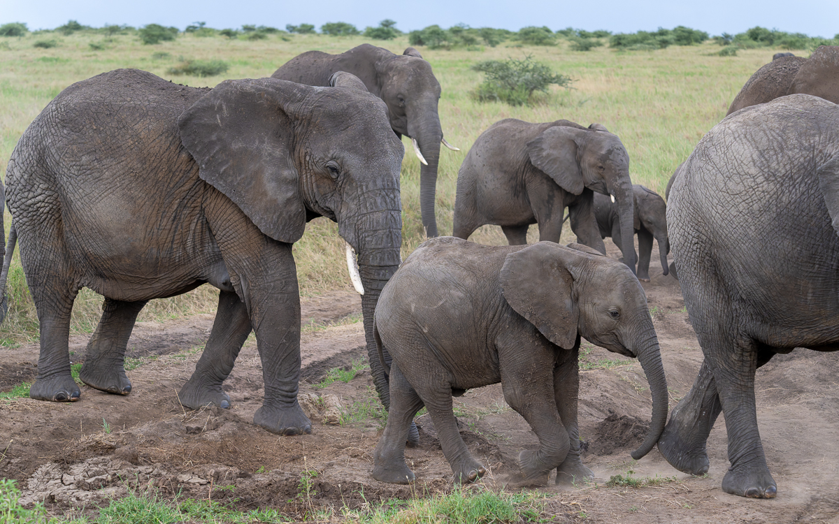 20240401 Serengetti Z9 5117 NEF 20240402 DxO_DeepPRIMEXD2.