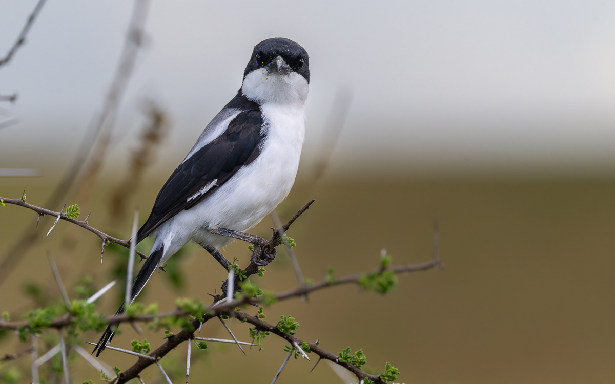 20240401 Serengetti Z9 5270 NEF 20240402 DxO_DeepPRIMEXD2.