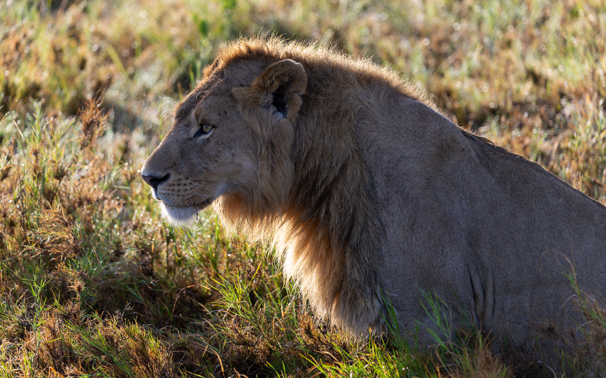 20240401 Serengetti Z9 5972 NEF DxO_DeepPRIMEXD2.