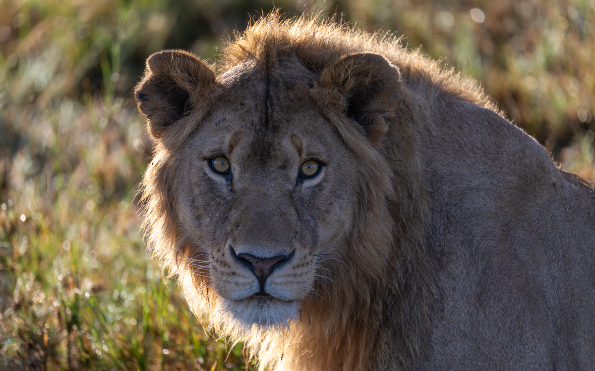 20240401 Serengetti Z9 5990 NEF DxO_DeepPRIMEXD2.