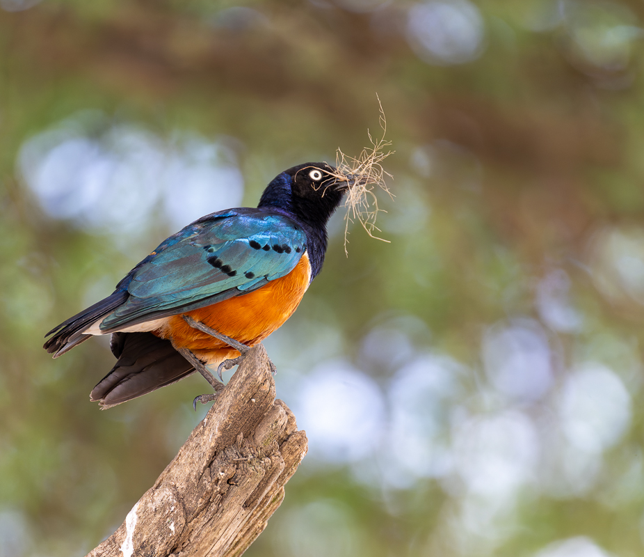 20240401 Serengetti Z9 6515 NEF DxO_DeepPRIMEXD2.