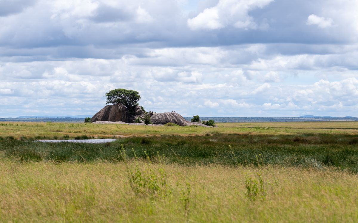 20240401 Serengetti Z9 6542 NEF DxO_DeepPRIMEXD2.