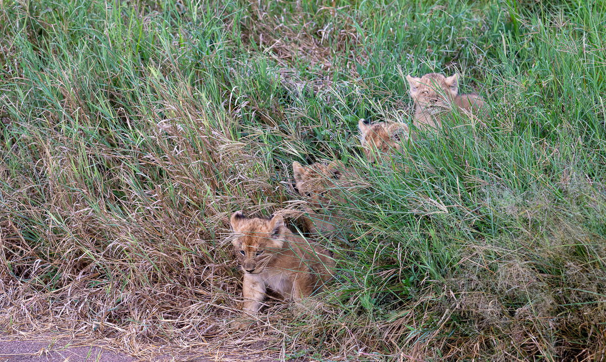 20240401 Serengetti Z9 6932 NEF DxO_DeepPRIMEXD2.