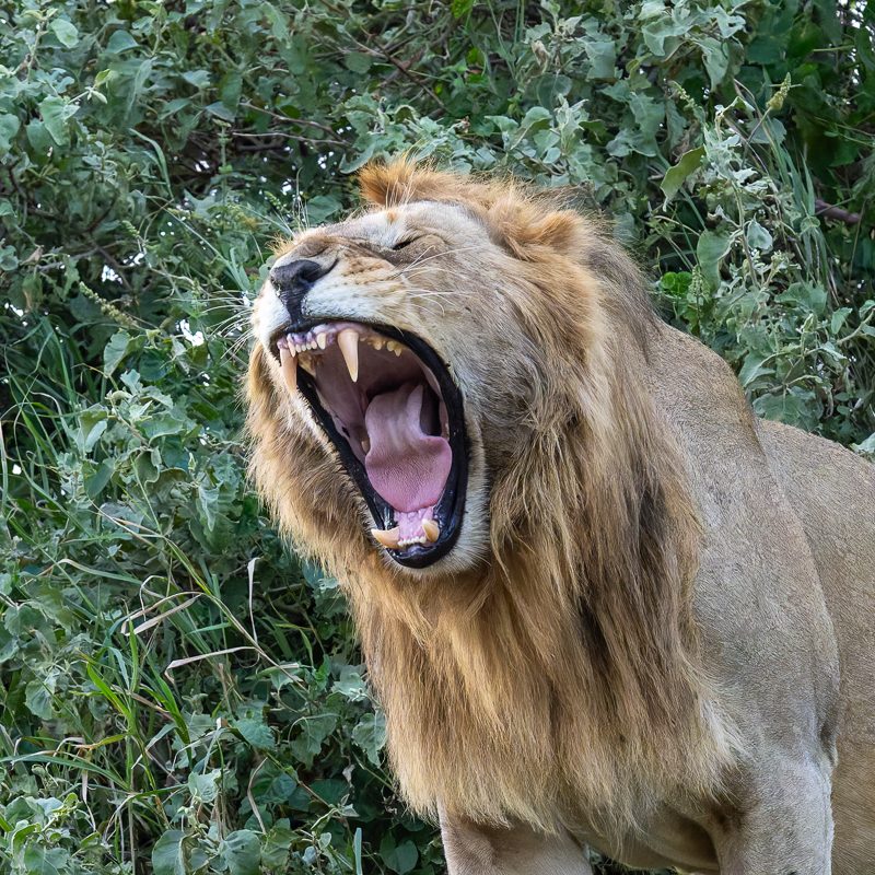 20240401 Serengetti Z9 7257 NEF DxO_DeepPRIMEXD2 2.