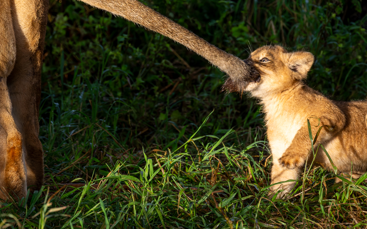 20240401 Serengetti Z9 7407 NEF DxO_DeepPRIMEXD2.