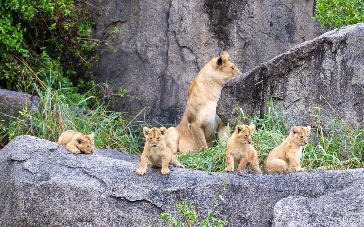 20240401 Serengetti Z9 7516 NEF DxO_DeepPRIMEXD2.