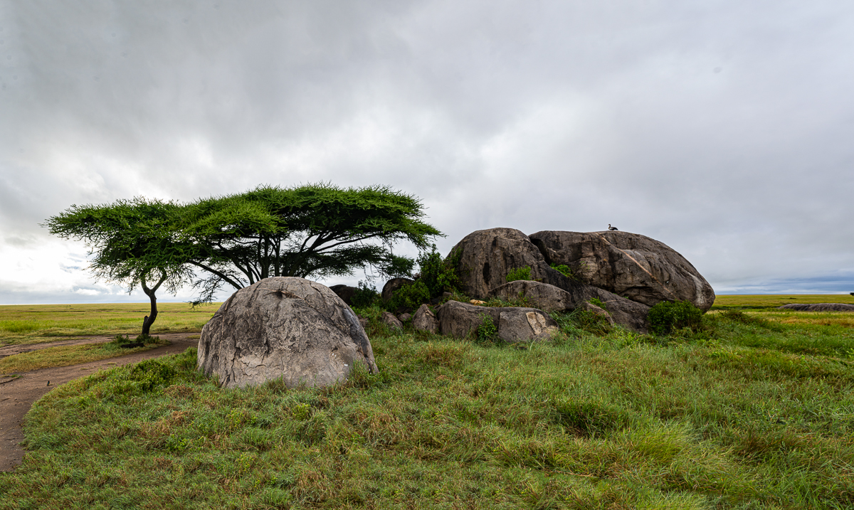 20240401 Serengetti Z9 7598 NEF DxO_DeepPRIMEXD2 Pano.