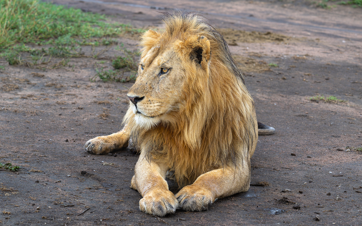 20240401 Serengetti Z9 7635 NEF DxO_DeepPRIMEXD2.