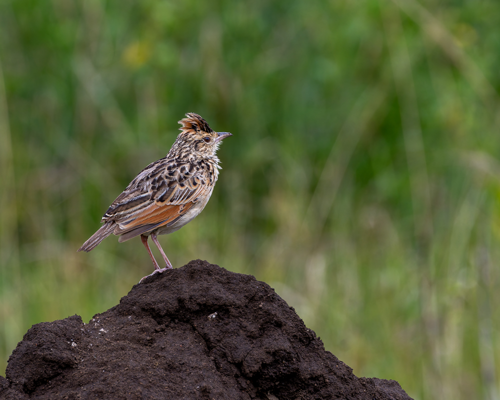 20240401 Serengetti Z9 7659 NEF DxO_DeepPRIMEXD2.